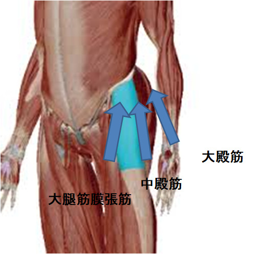 触診技術の向上 大腿筋膜張筋編 健康サロン Patara ぱたら